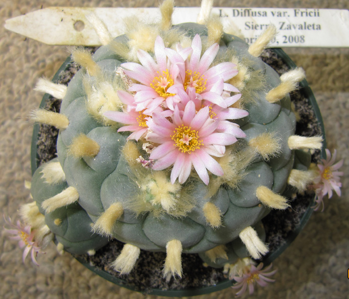 Lophophora Diffusa var. fricii Sierra Zavaleta